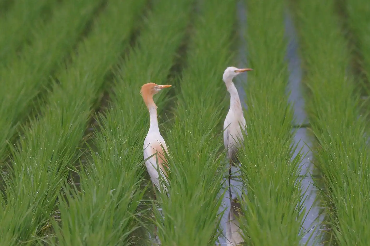 野鳥画像・水の張った水田のアマサギの写真