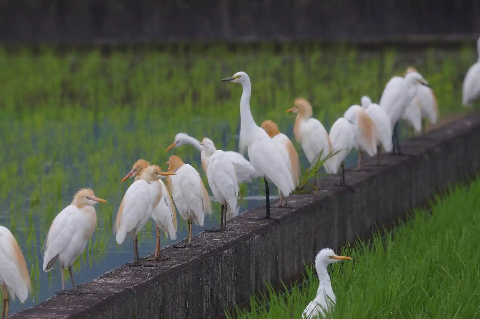 野鳥画像・ズラッと並んだアマサギの写真