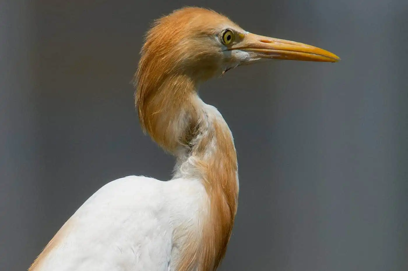 野鳥画像・アマサギの写真