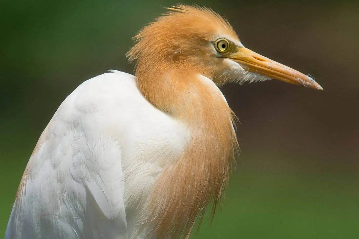 野鳥画像・アマサギの写真