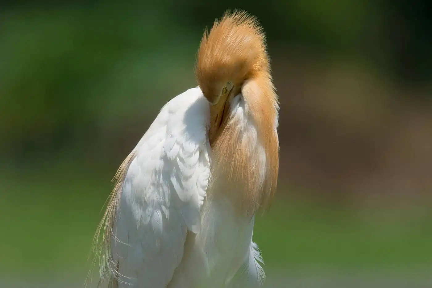 野鳥画像・アマサギの写真
