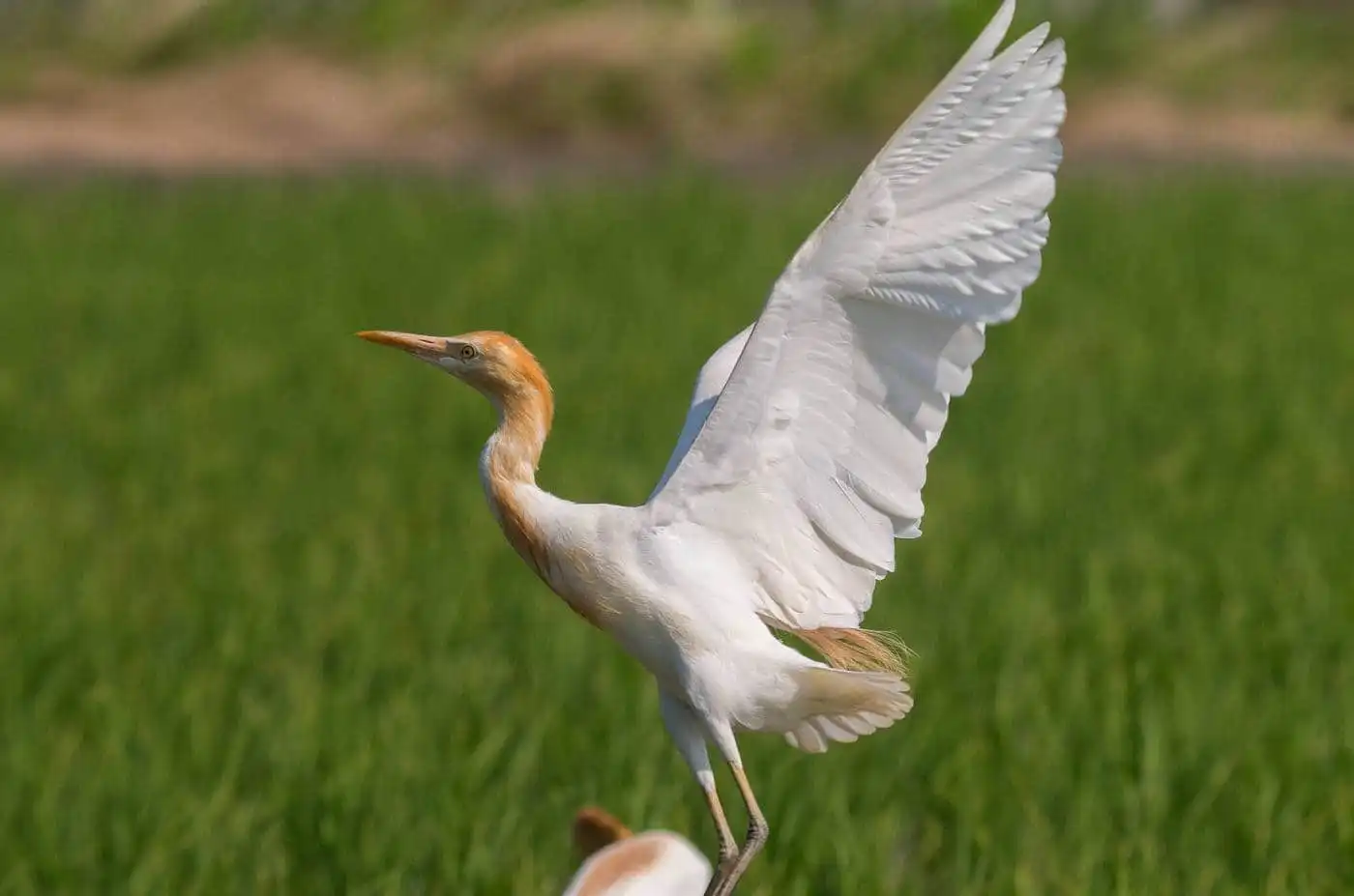 野鳥画像・アマサギの写真