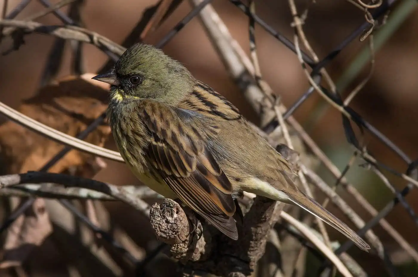 野鳥・アオジの高解像写真画像