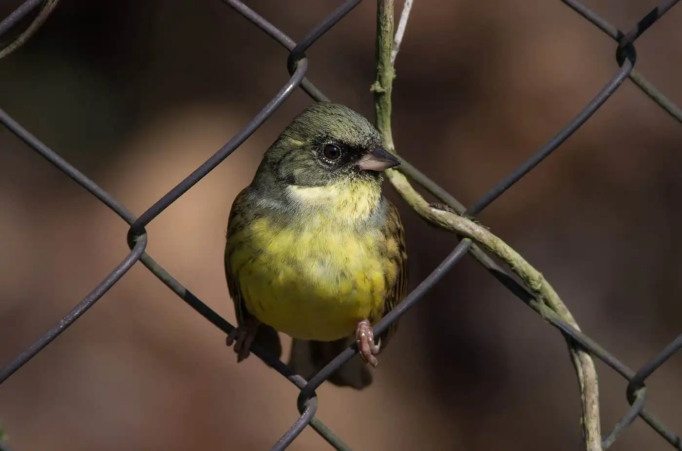 野鳥・金網に止まったアオジの写真画像