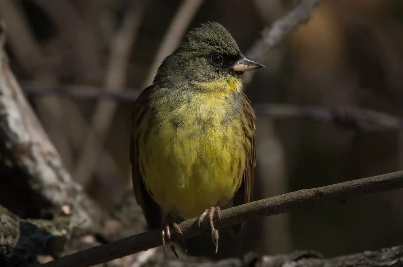 野鳥・アオジの高解像ドアップ写真画像