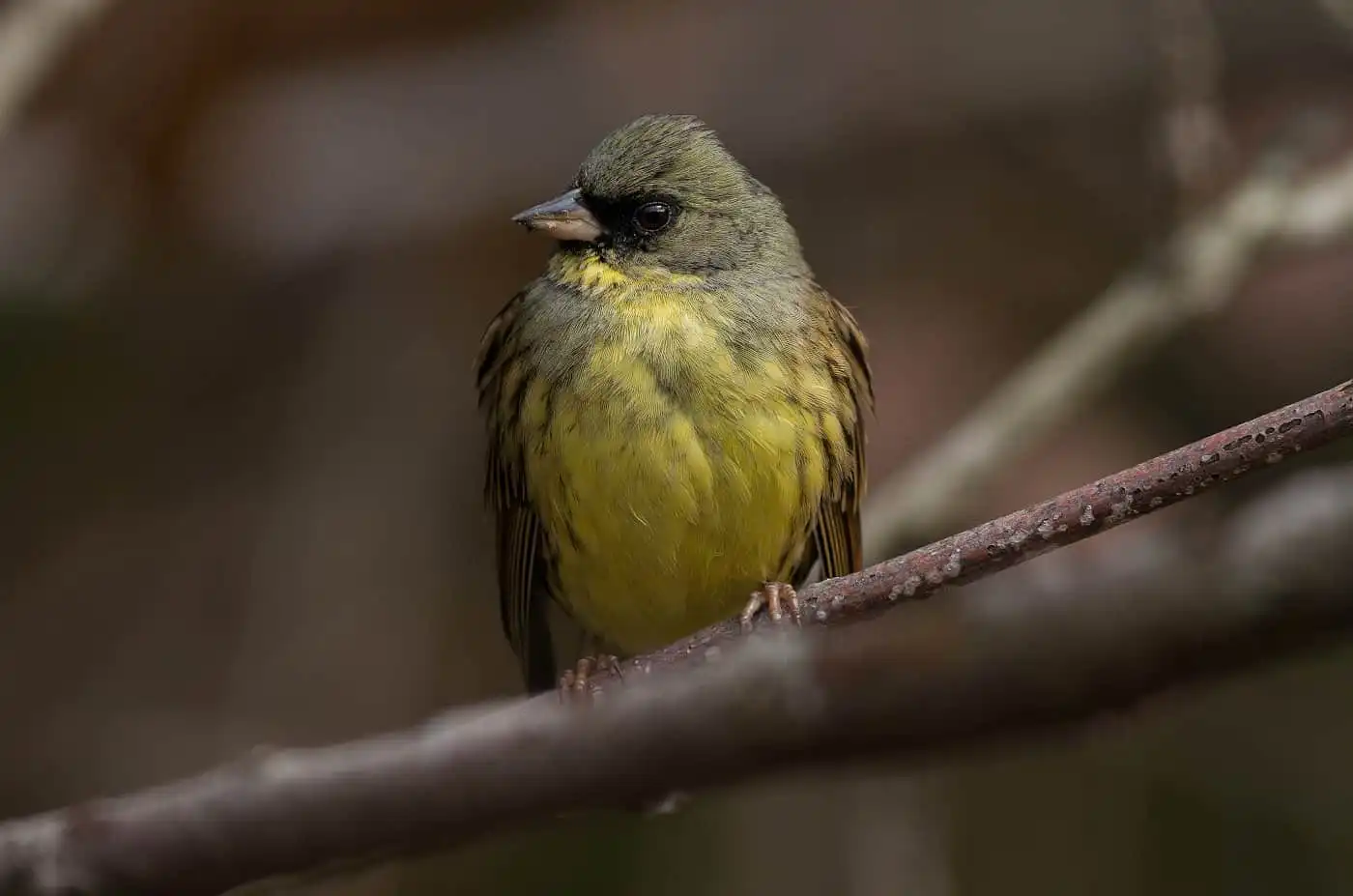 野鳥・アオジの高解像ドアップ写真画像
