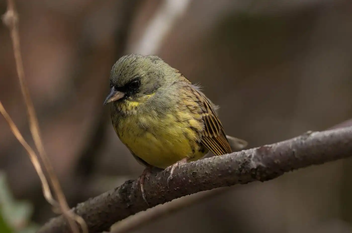 野鳥・アオジの高解像ドアップ写真画像