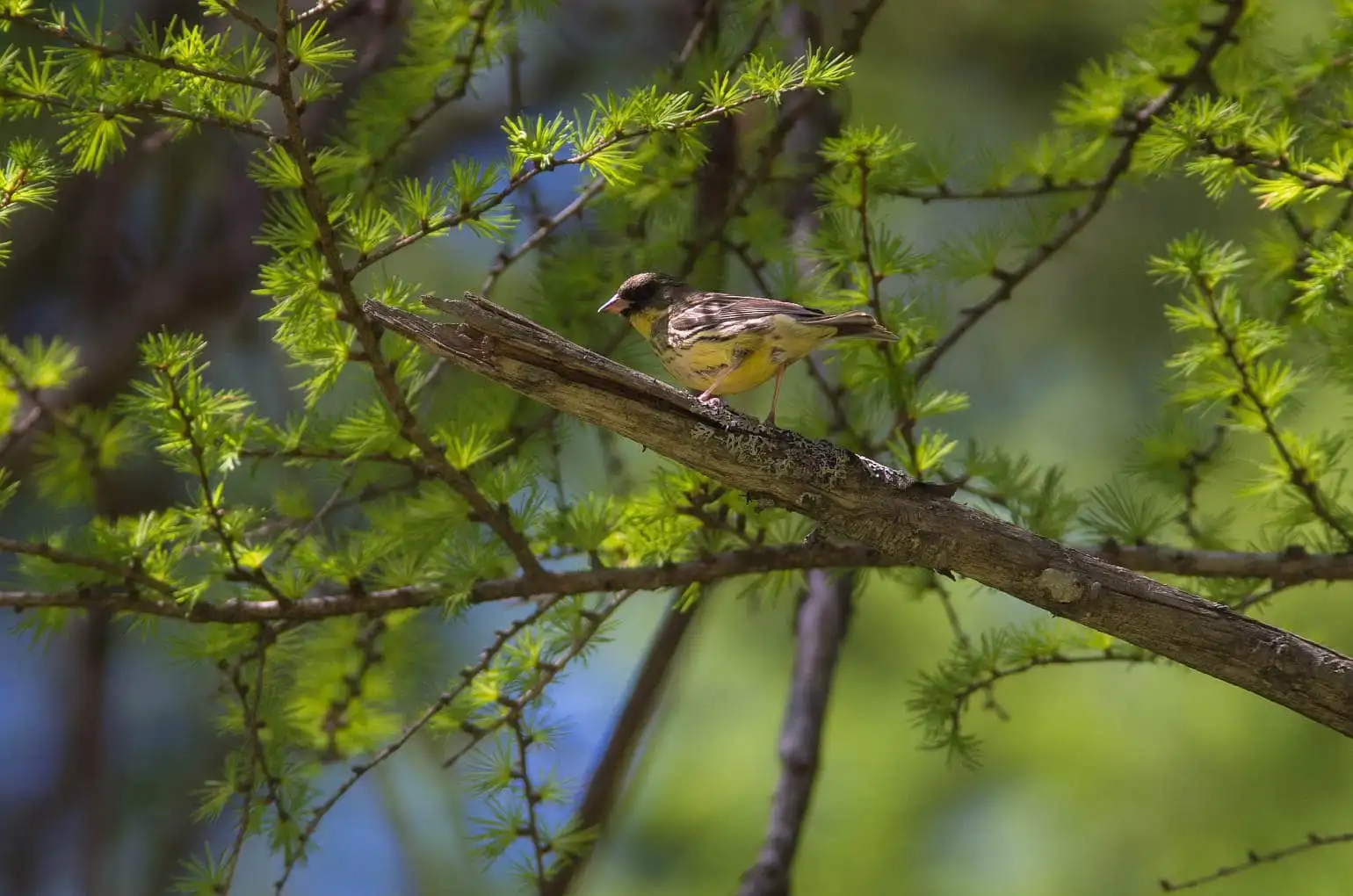 野鳥・信州・奈川で撮影した夏のアオジの写真画像
