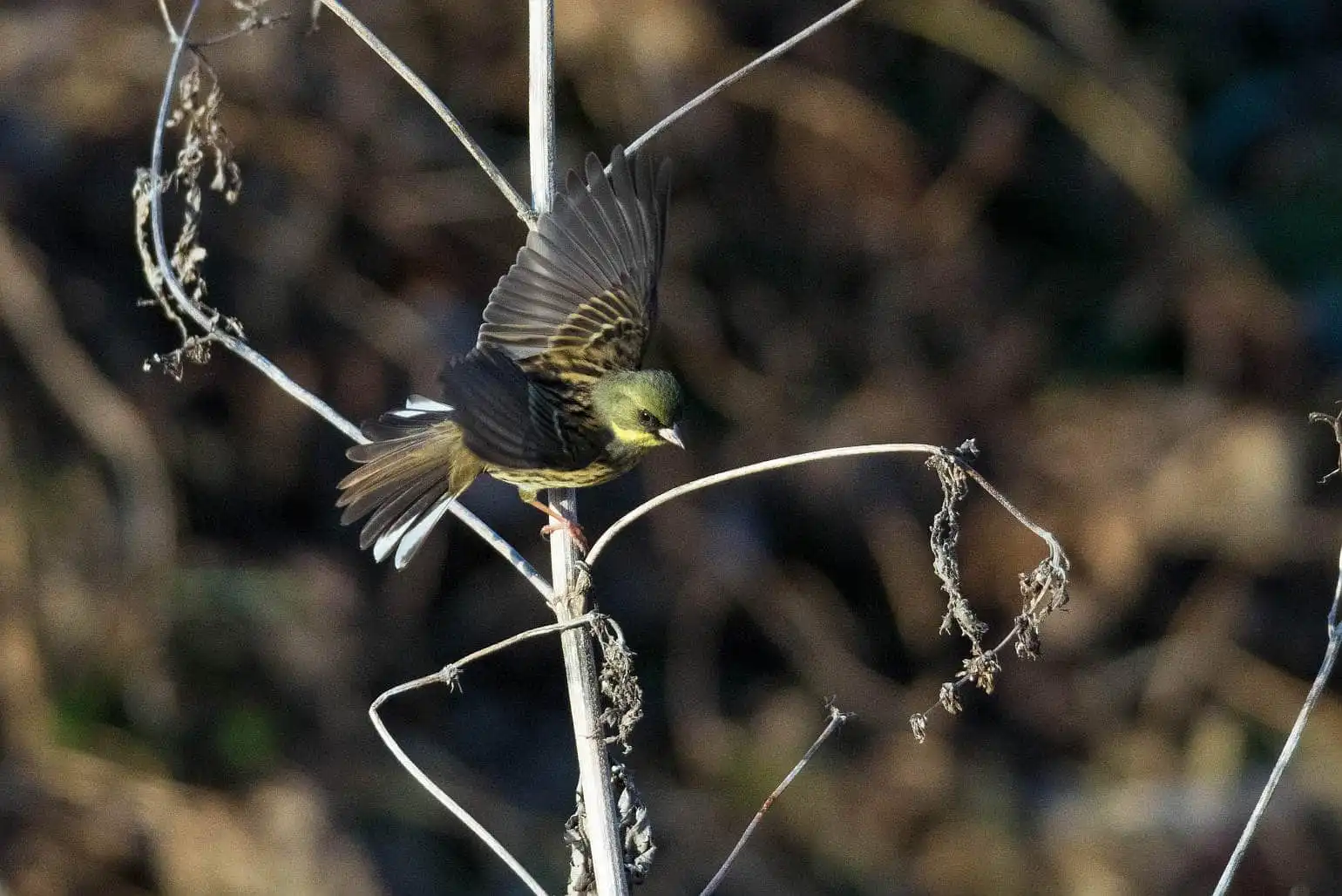 野鳥・アオジの飛び出しシーン写真画像