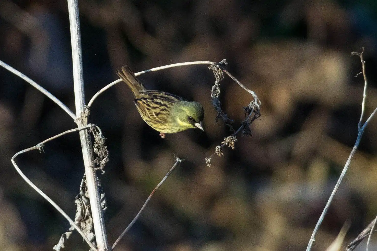 野鳥・アオジの飛び出しシーン写真画像