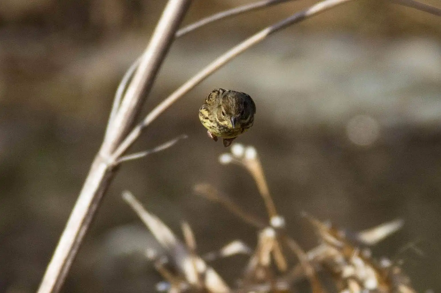 野鳥・アオジの飛び出しシーン写真画像