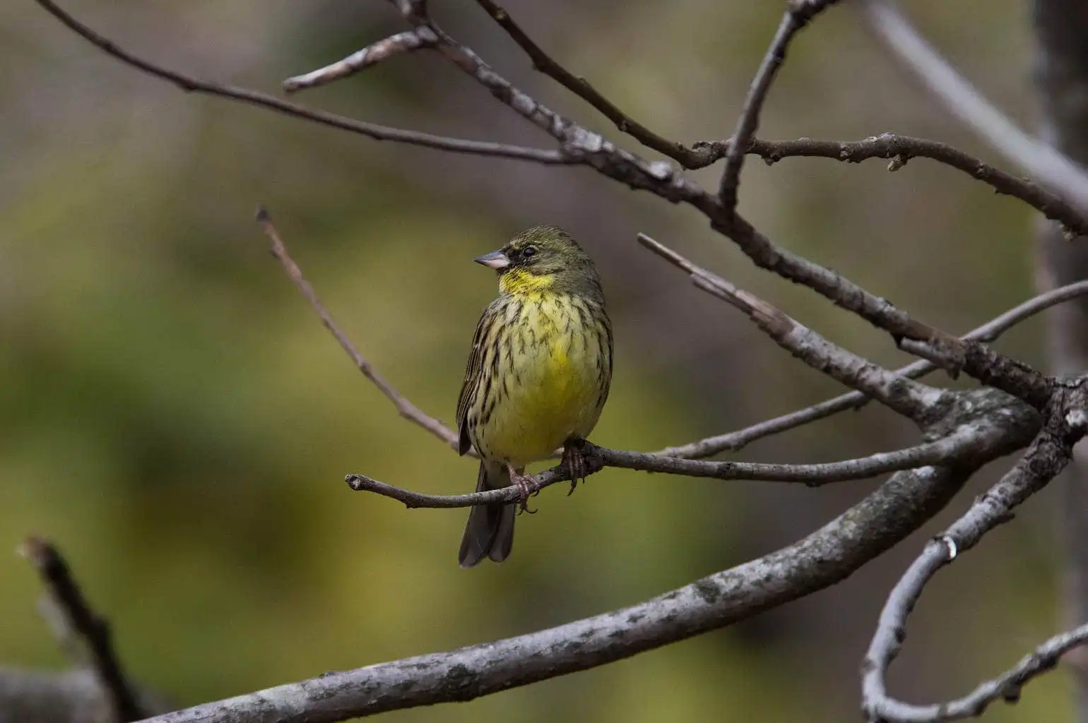 野鳥・背景の綺麗なアオジの写真画像