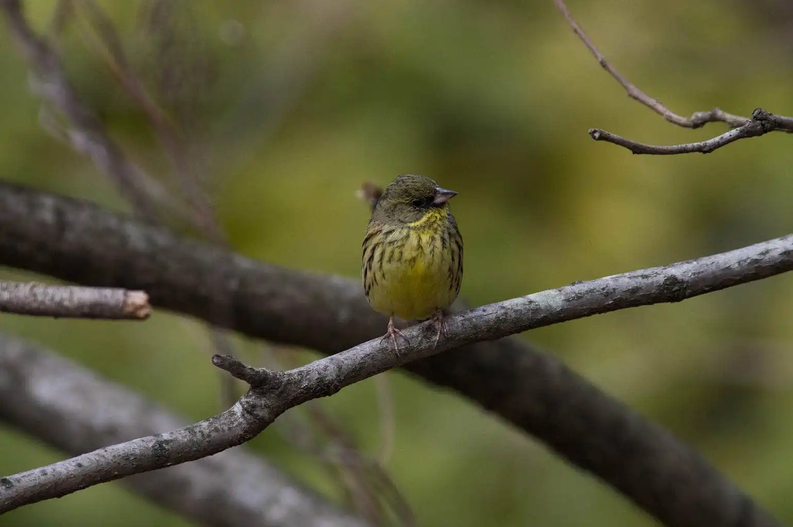 野鳥・背景の綺麗なアオジの写真画像