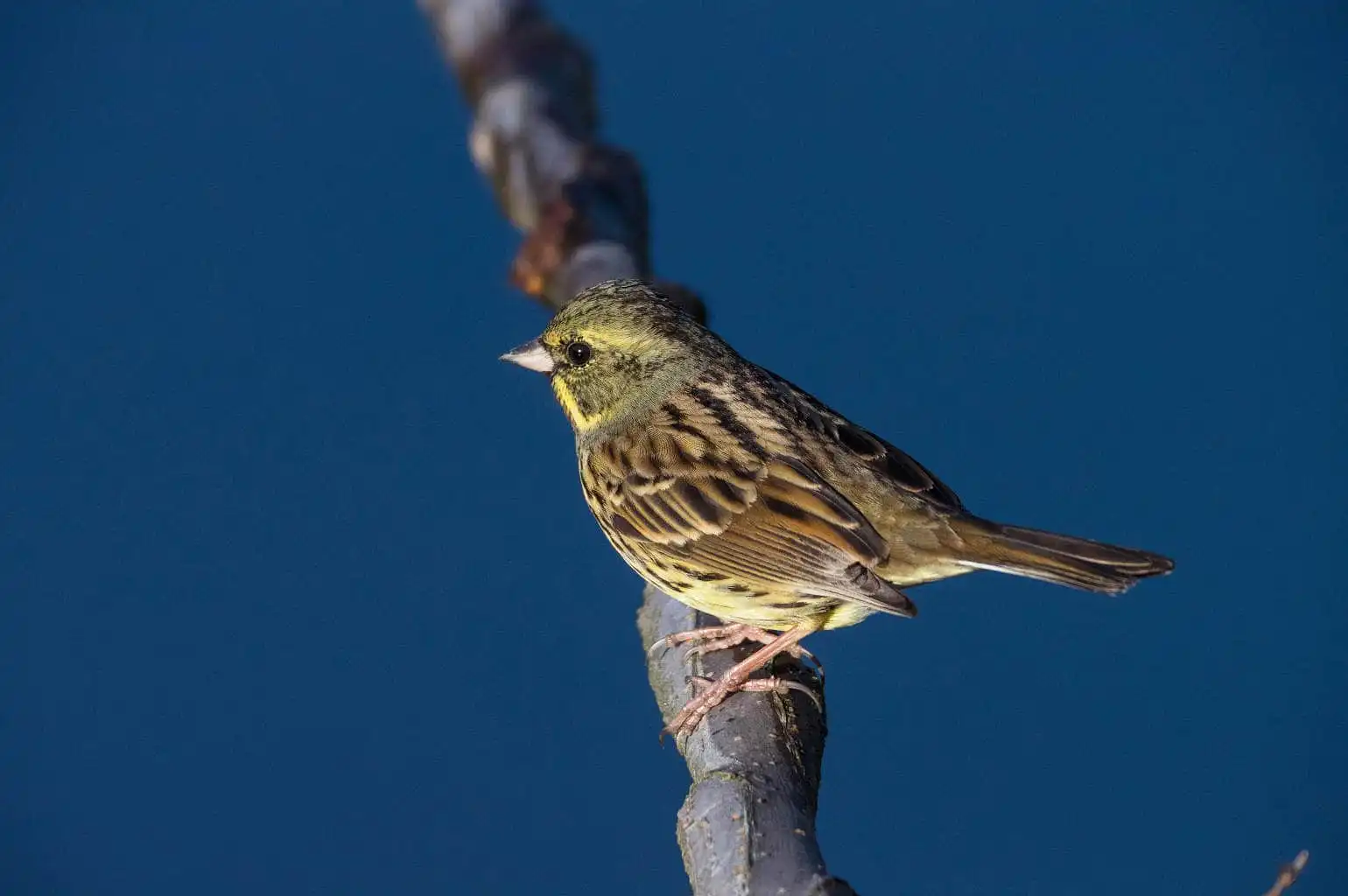 早朝の野鳥・アオジの写真画像