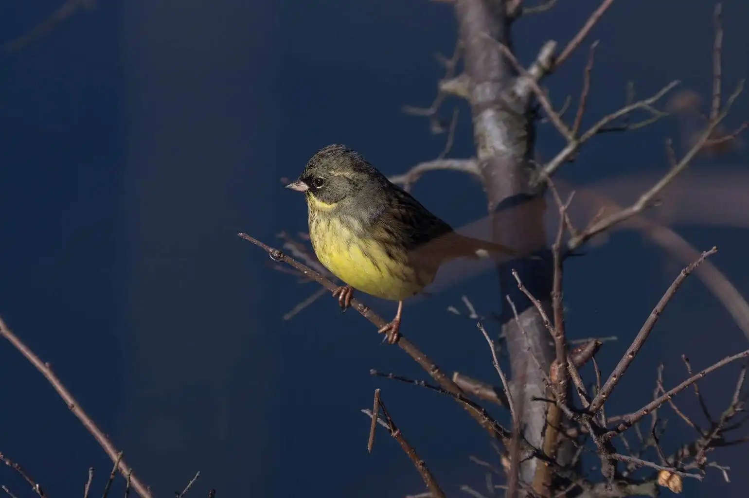 野鳥・早朝のアオジの写真画像