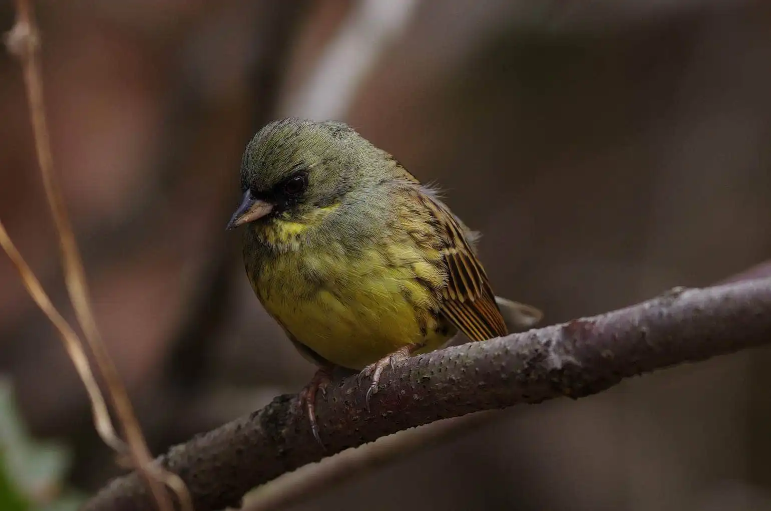 野鳥・アオジの高解像写真画像