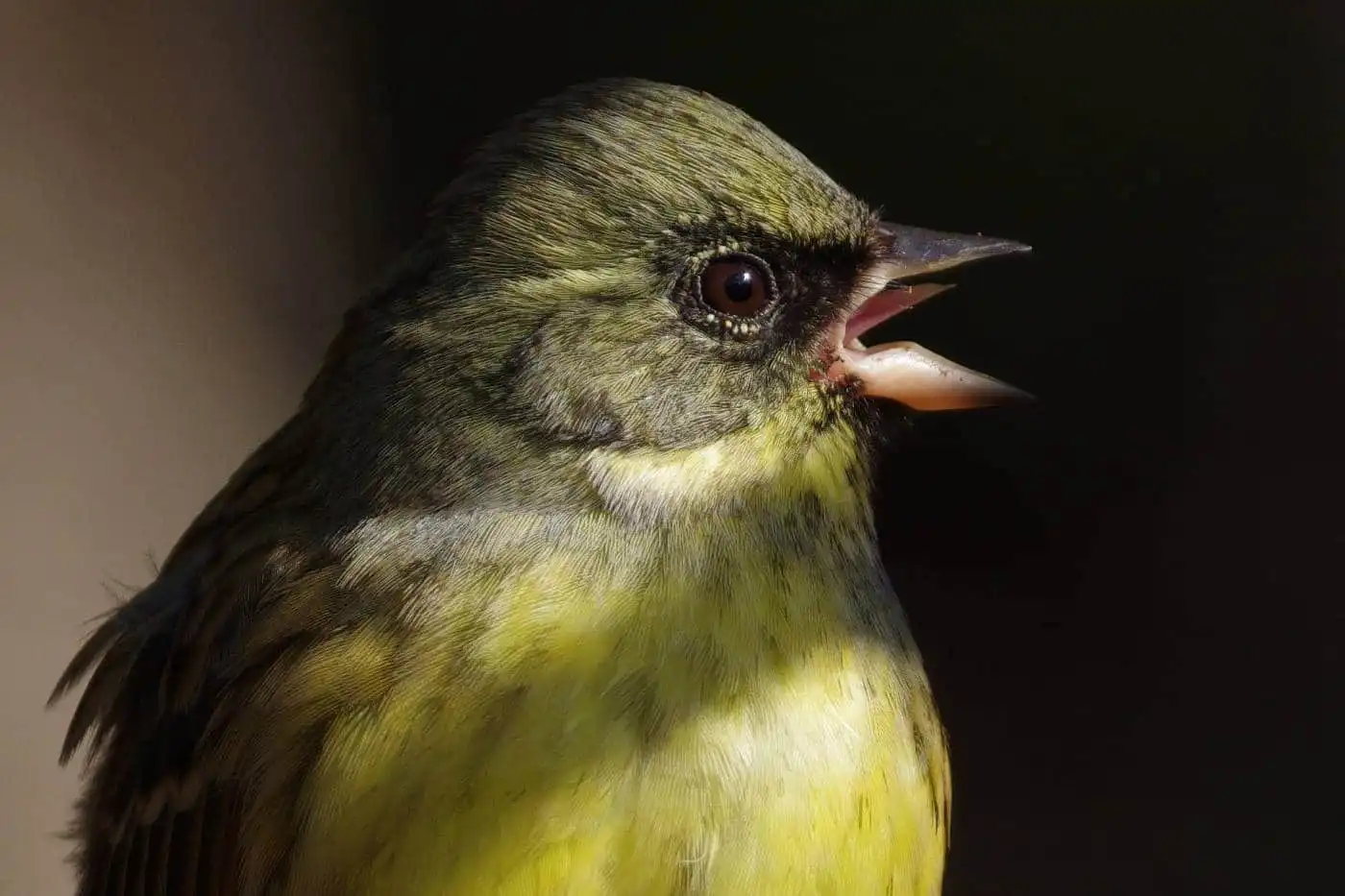 野鳥・アオジの高解像写真画像
