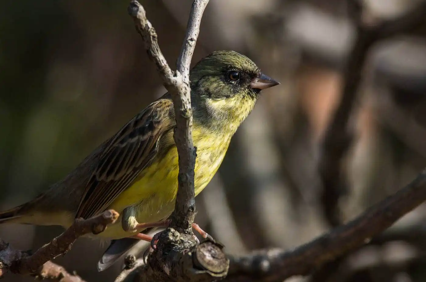 野鳥・アオジの高解像写真画像