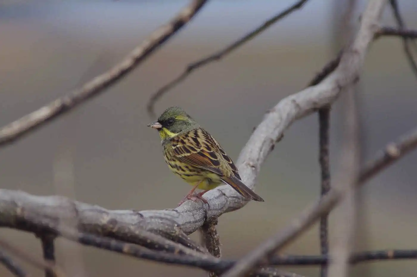 野鳥・アオジの高解像写真画像