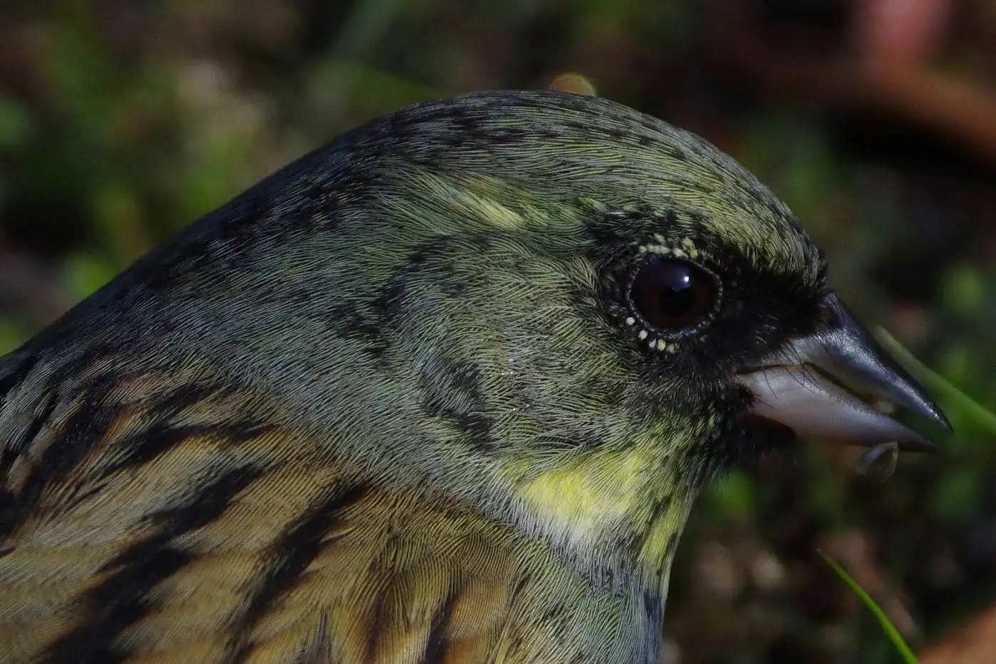 野鳥・アオジの高解像写真画像