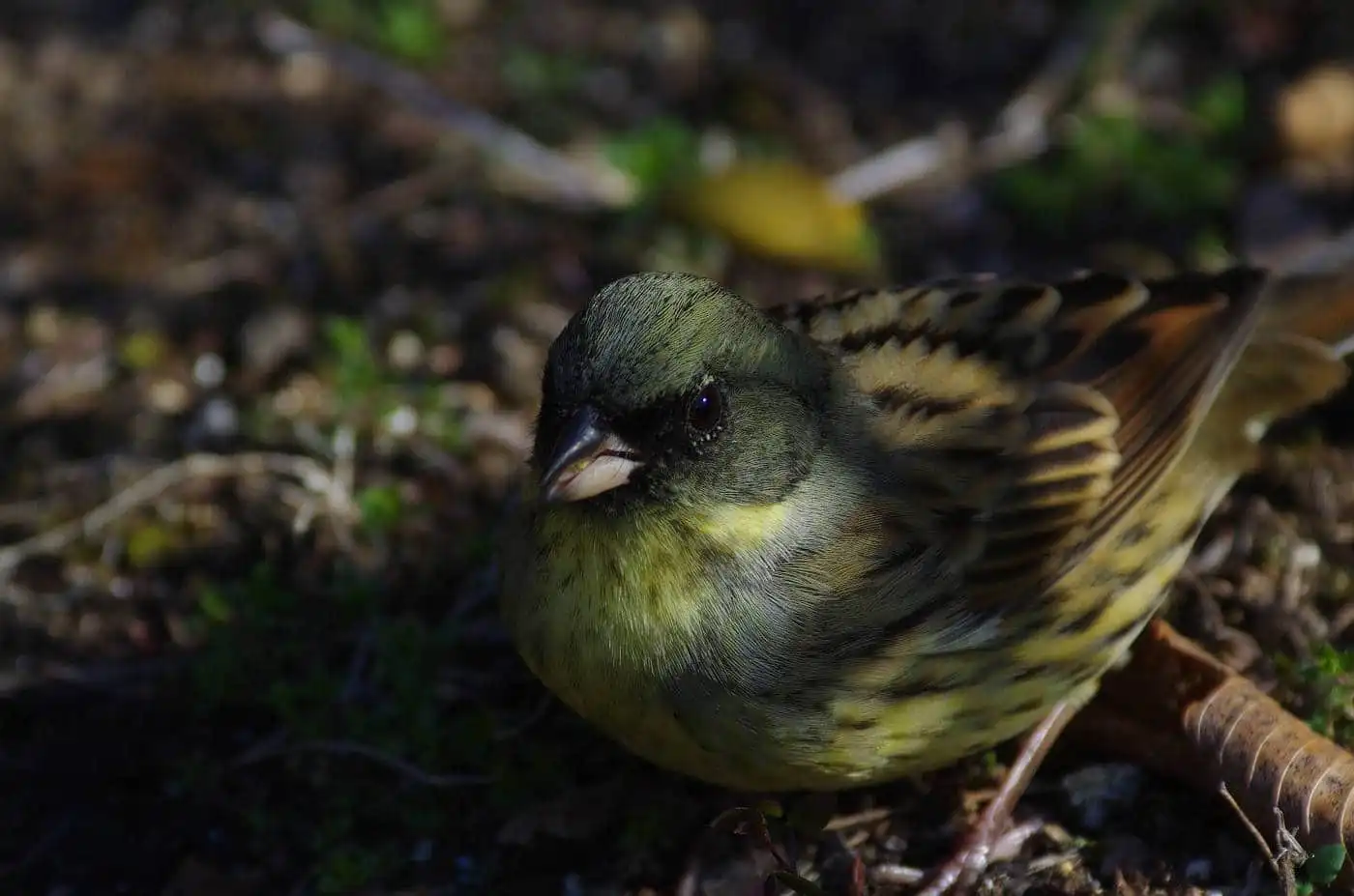 野鳥・アオジの高解像写真画像