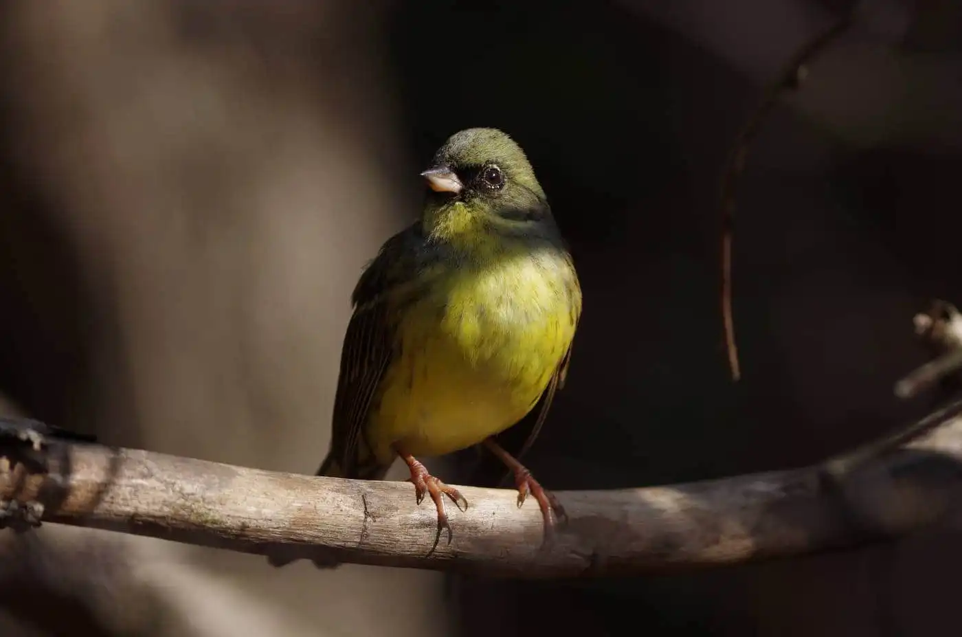 野鳥・アオジの高解像写真画像