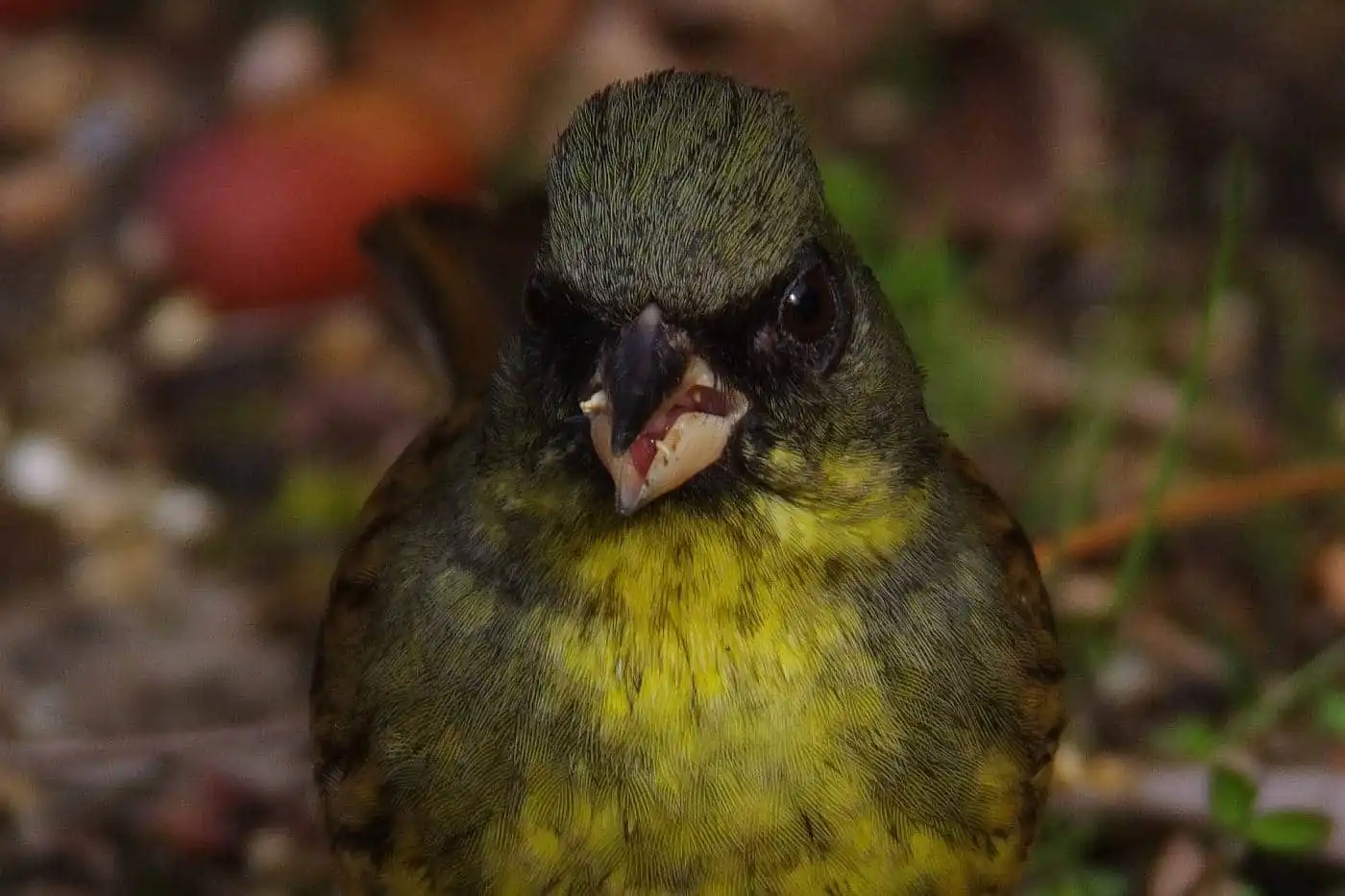 野鳥・アオジの高解像写真画像