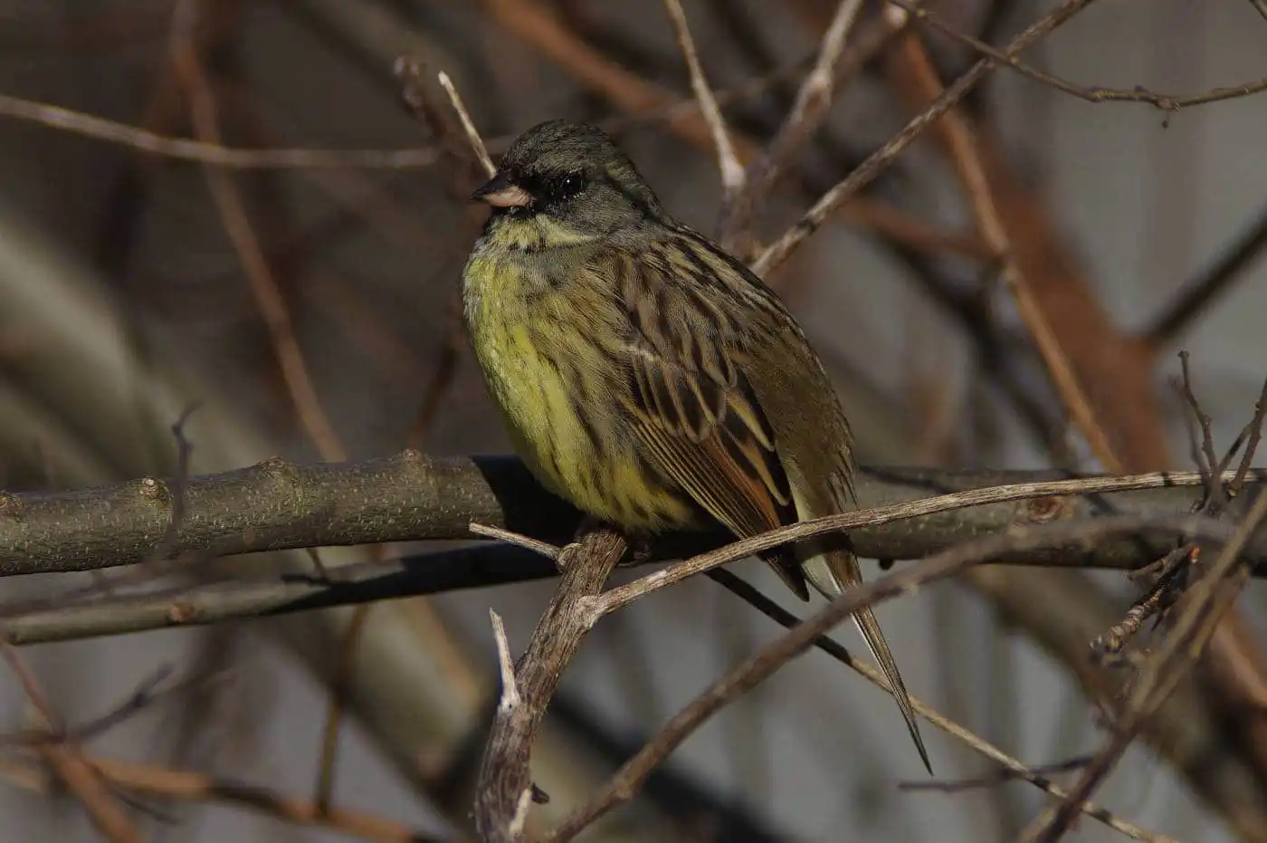 野鳥・アオジの高解像写真画像