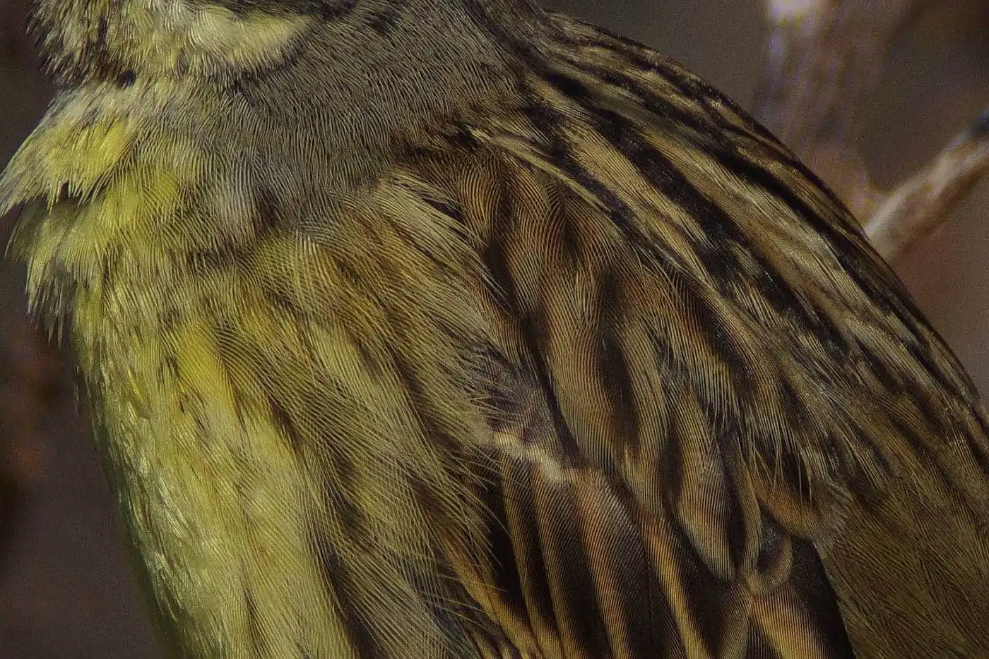 野鳥・アオジの高解像写真画像