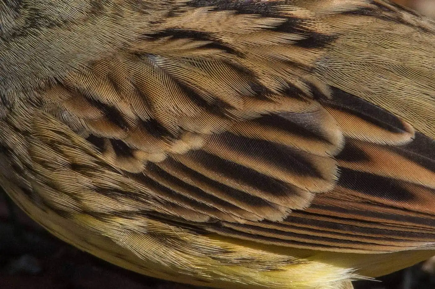 野鳥・アオジの高解像写真画像