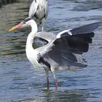 野鳥写真・アオサギ