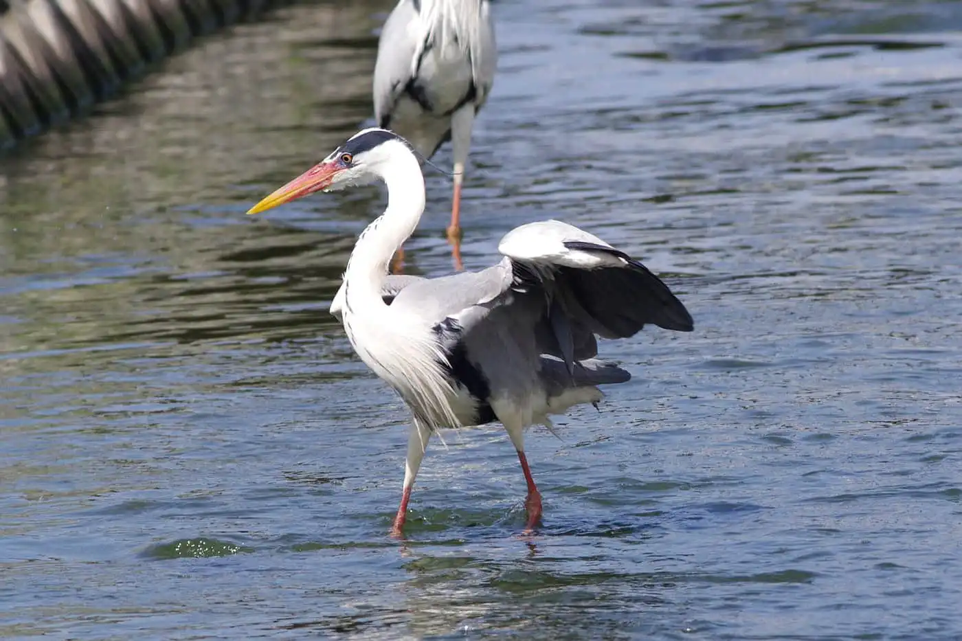 野鳥画像・用水路で獲物を待つアオサギの写真