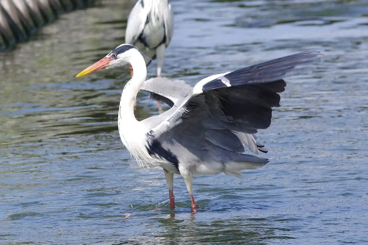 野鳥画像・用水路で獲物を待つアオサギの写真