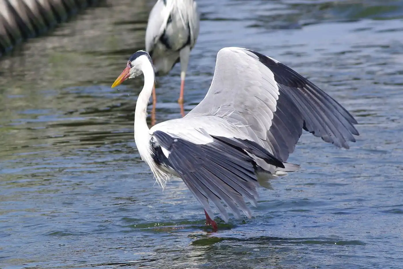 野鳥画像・用水路で獲物を待つアオサギの写真