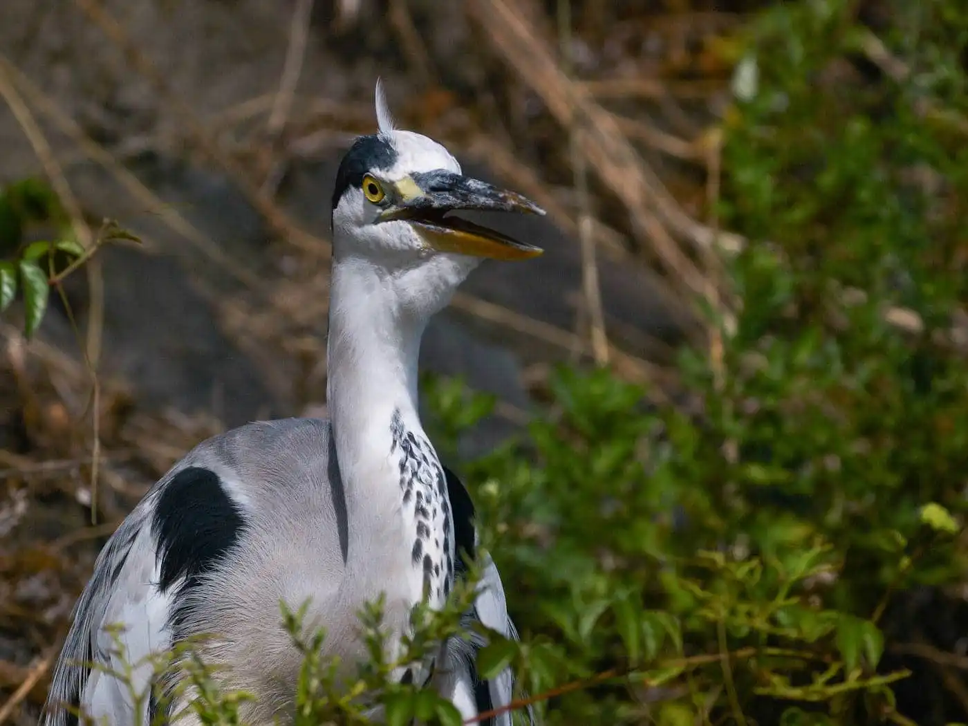 野鳥画像・アオサギのアップ写真