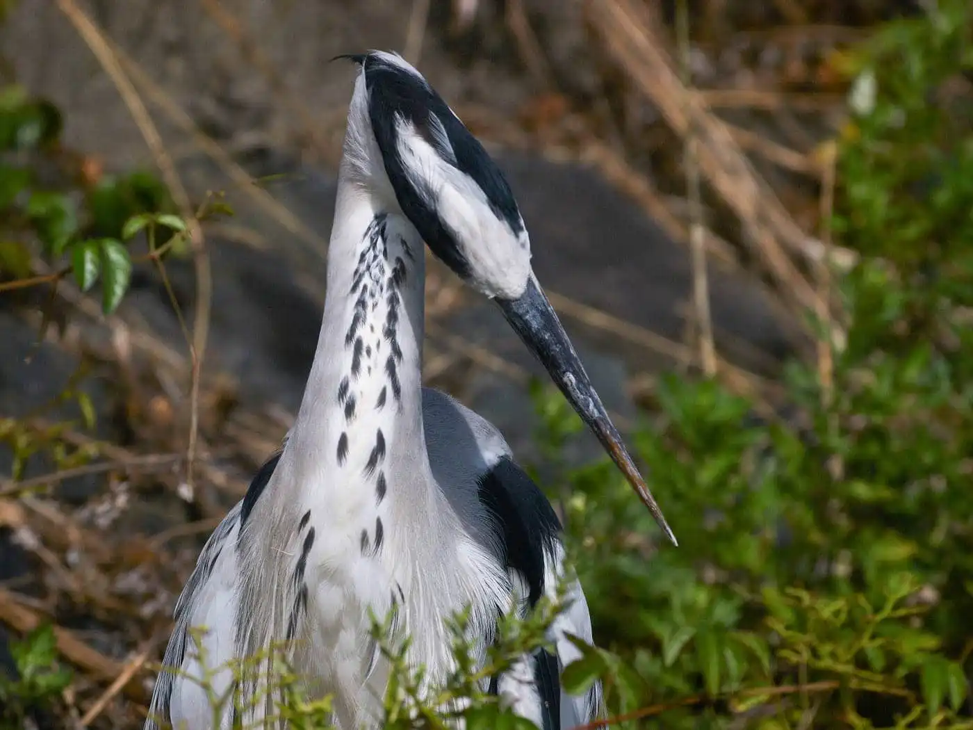 野鳥画像・アオサギのアップ写真