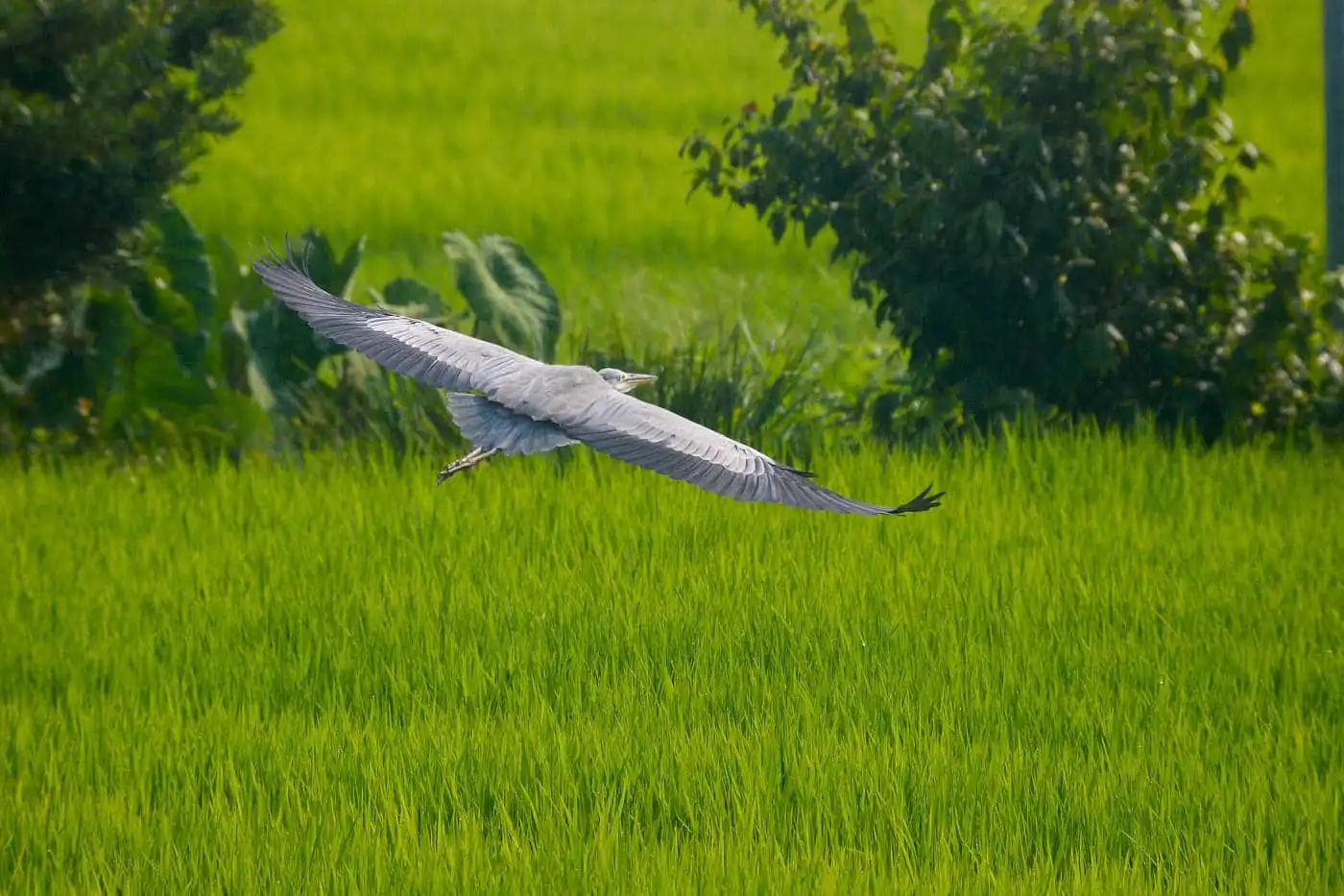 野鳥画像・アオサギの飛翔写真