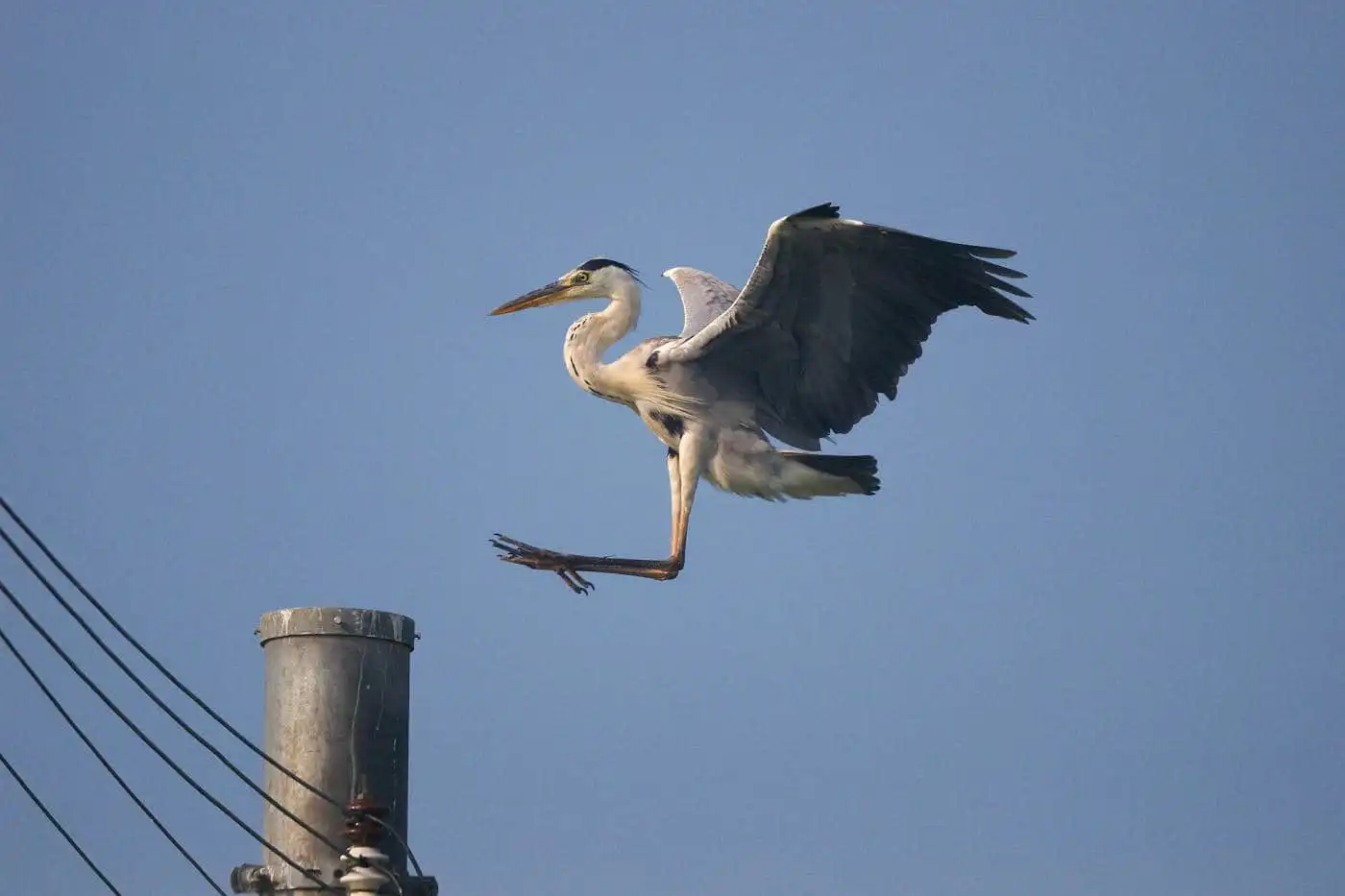 野鳥画像・アオサギの飛翔写真