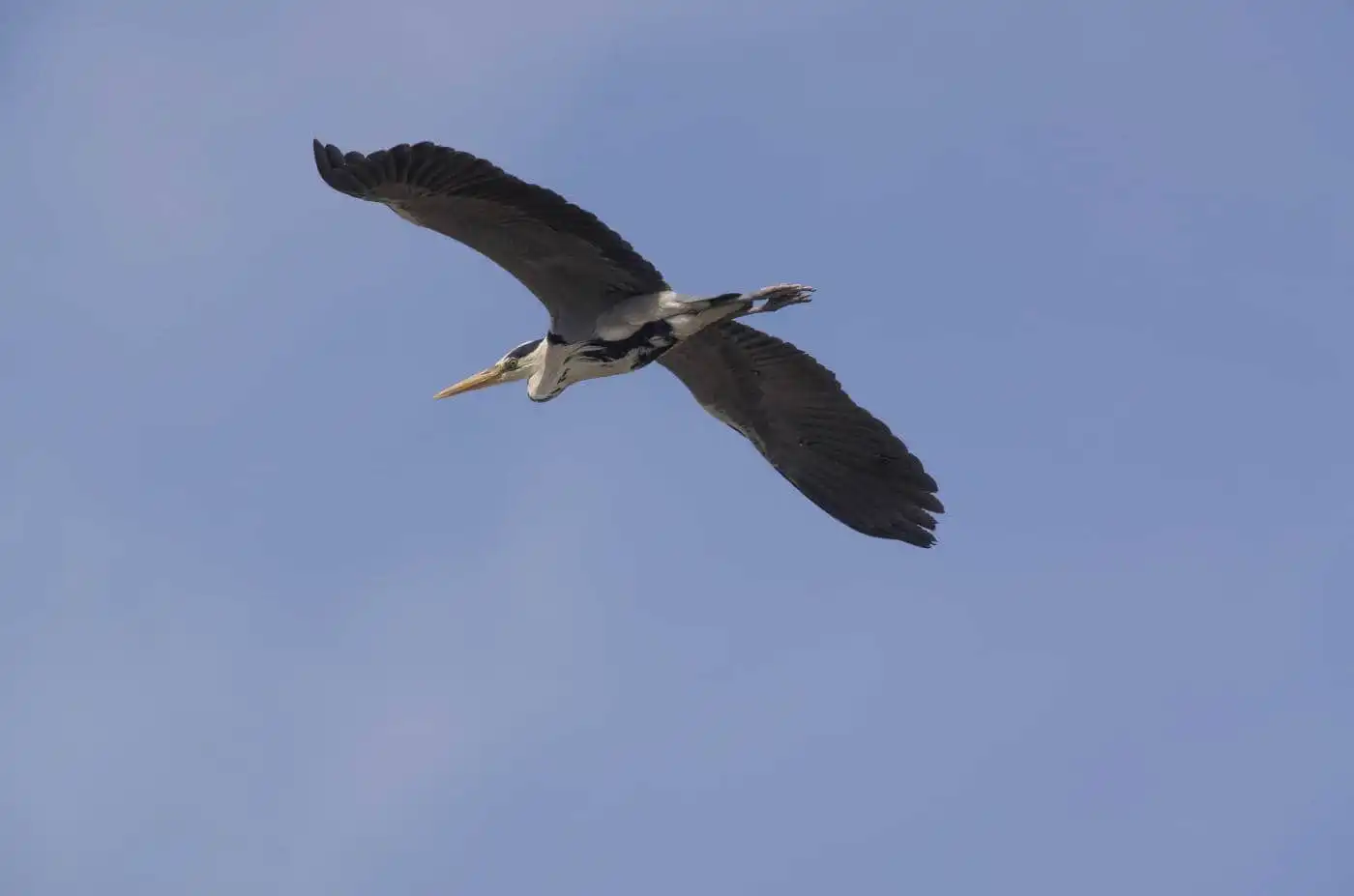 野鳥画像・アオサギの飛翔写真