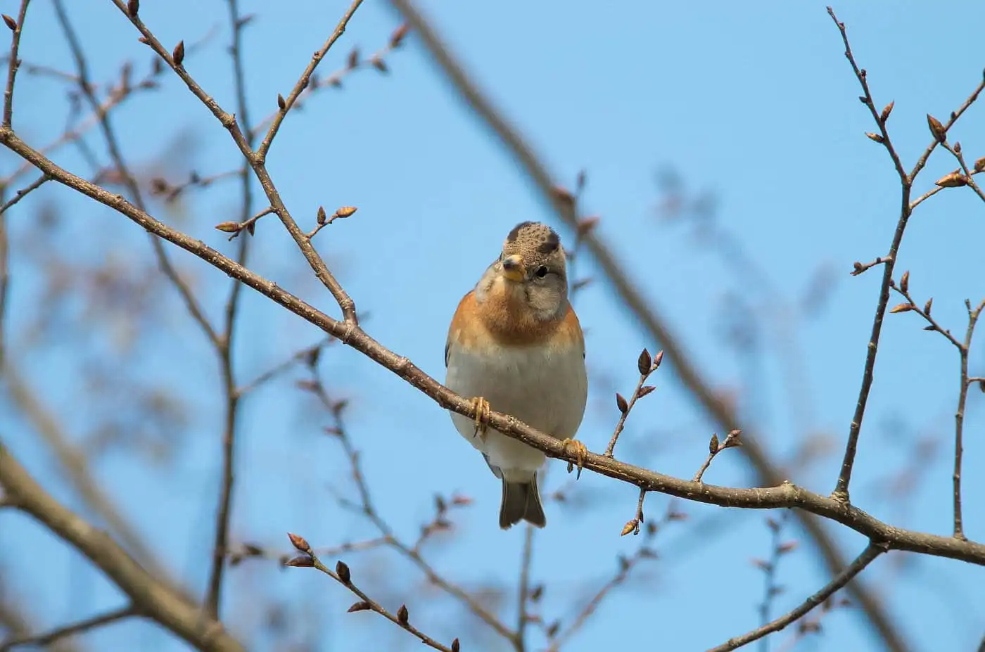 野鳥画像・１月に撮影したアトリの写真