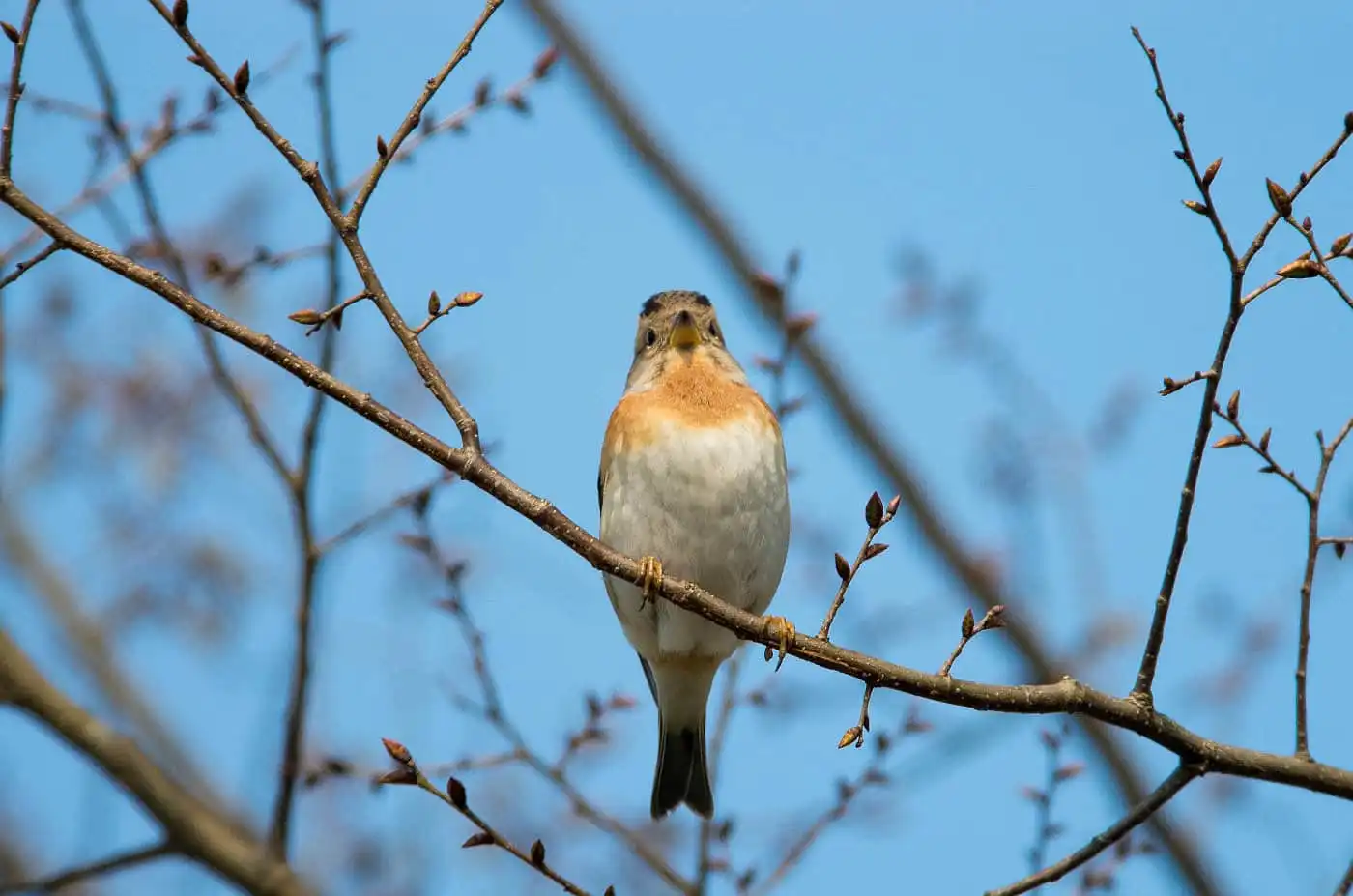 野鳥画像・１月に撮影したアトリの写真