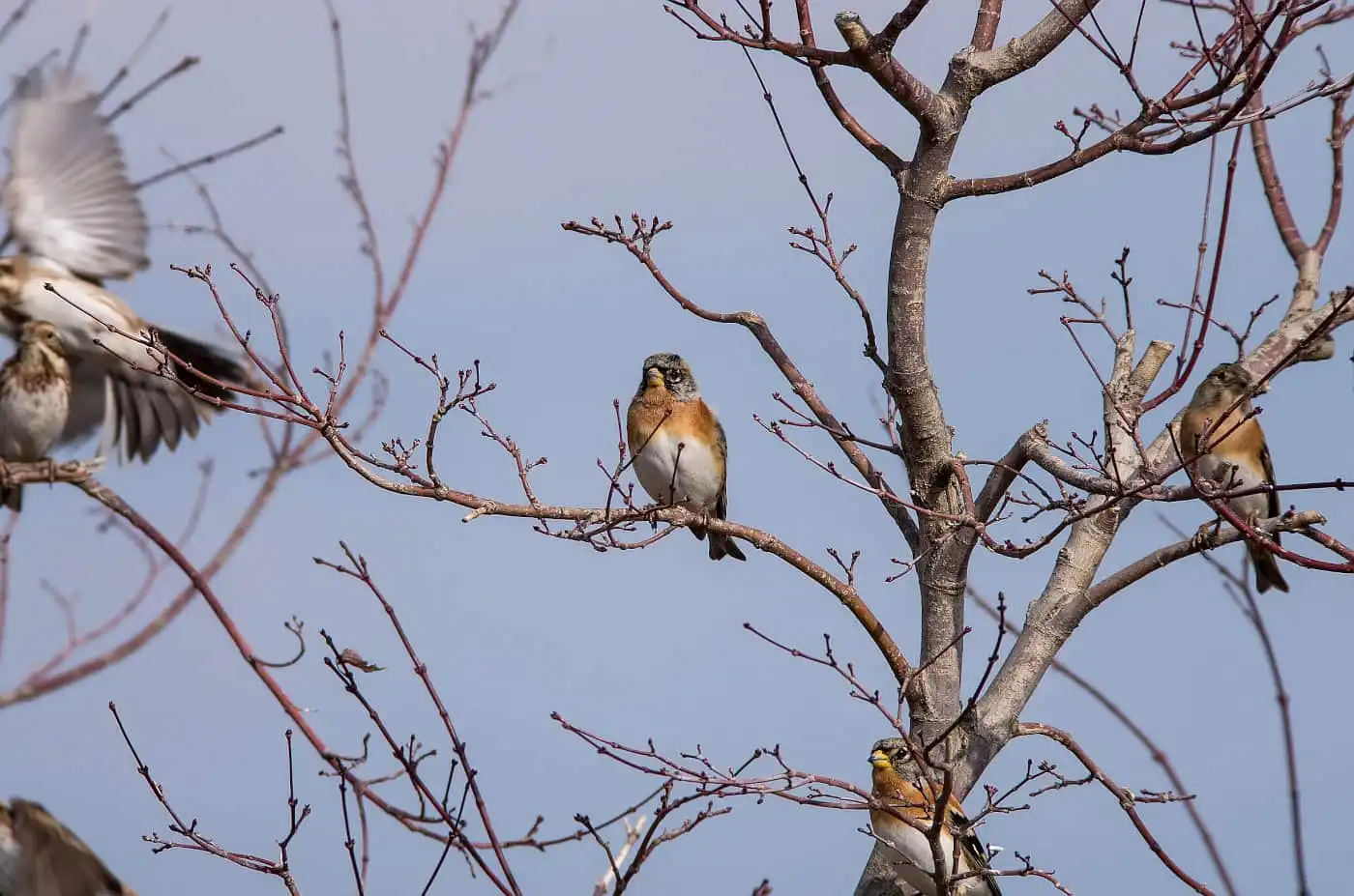 野鳥画像・５月に撮影したアトリの写真