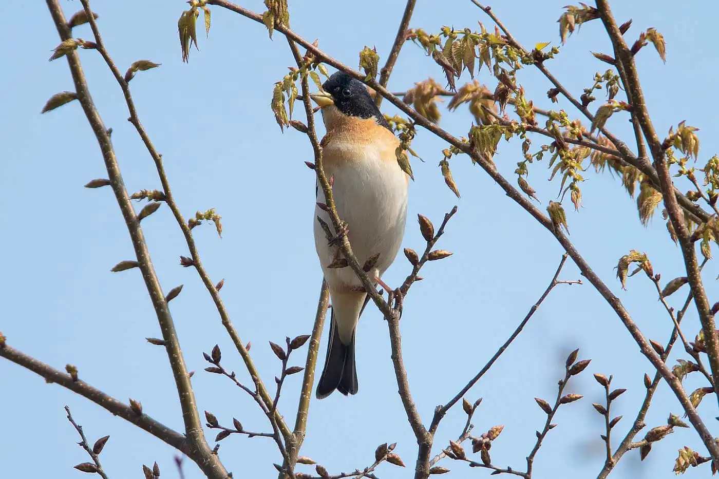 野鳥画像・５月に撮影した頭が真っ黒な雄のアトリの写真