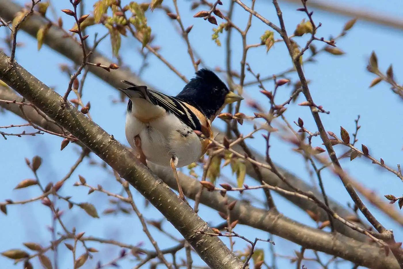野鳥画像・５月に撮影した頭が真っ黒な雄のアトリの写真