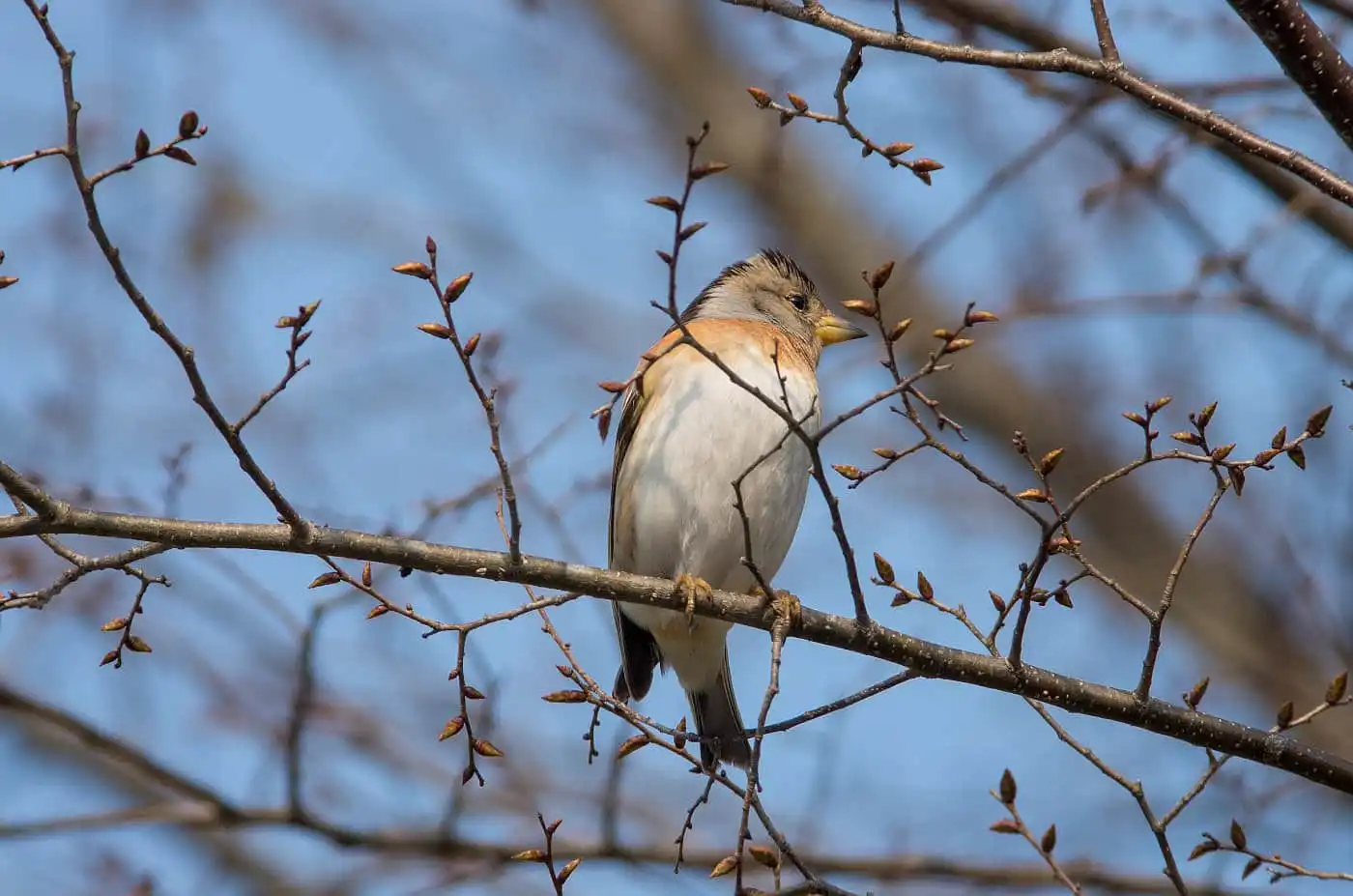 野鳥画像・５月に撮影したアトリの写真