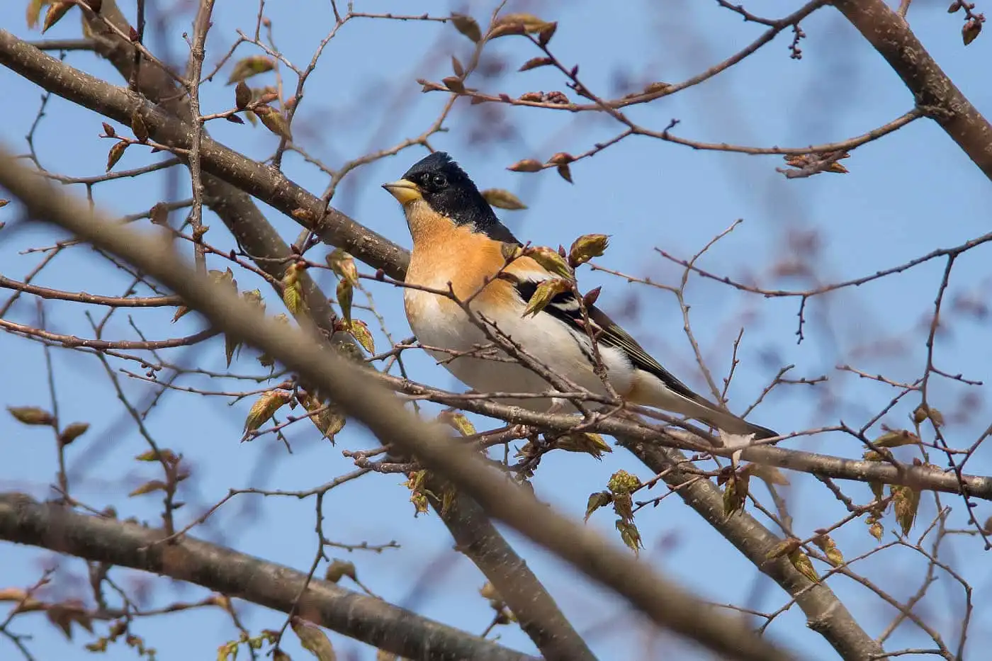 野鳥画像・５月に撮影した頭が真っ黒な雄のアトリの写真