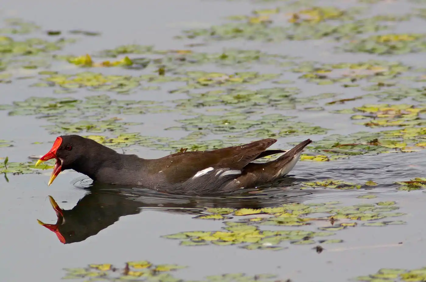 野鳥画像・繁殖期に撮影したバンの写真