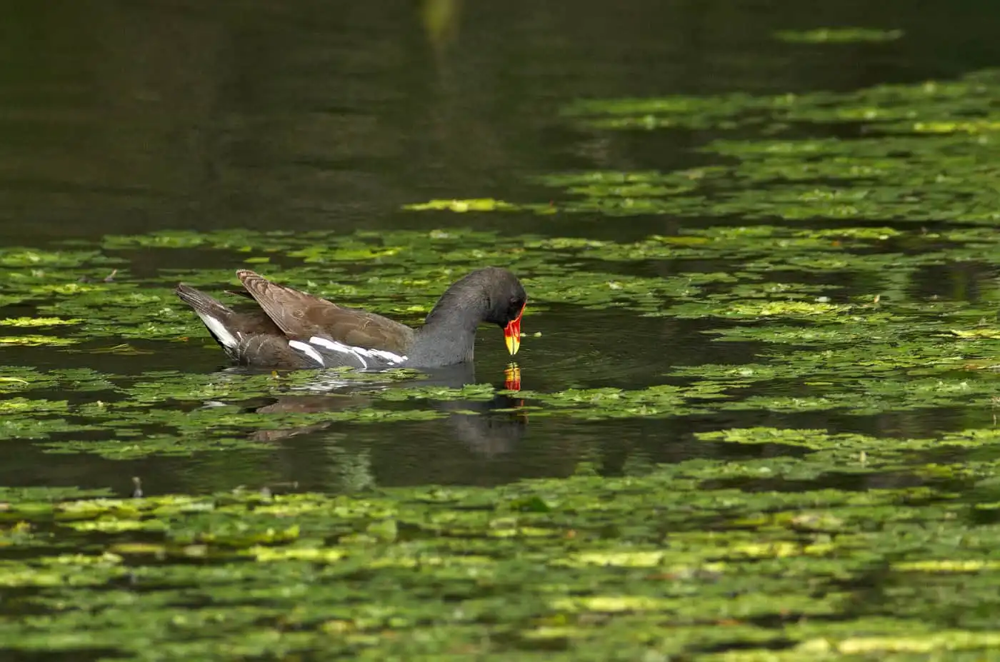 野鳥画像・繁殖期に撮影したバンの写真