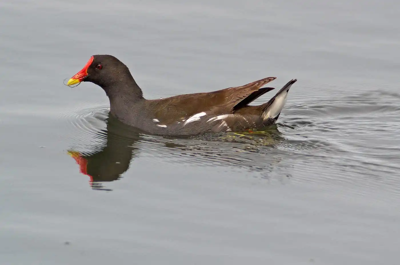 野鳥画像・繁殖期に撮影したバンの写真
