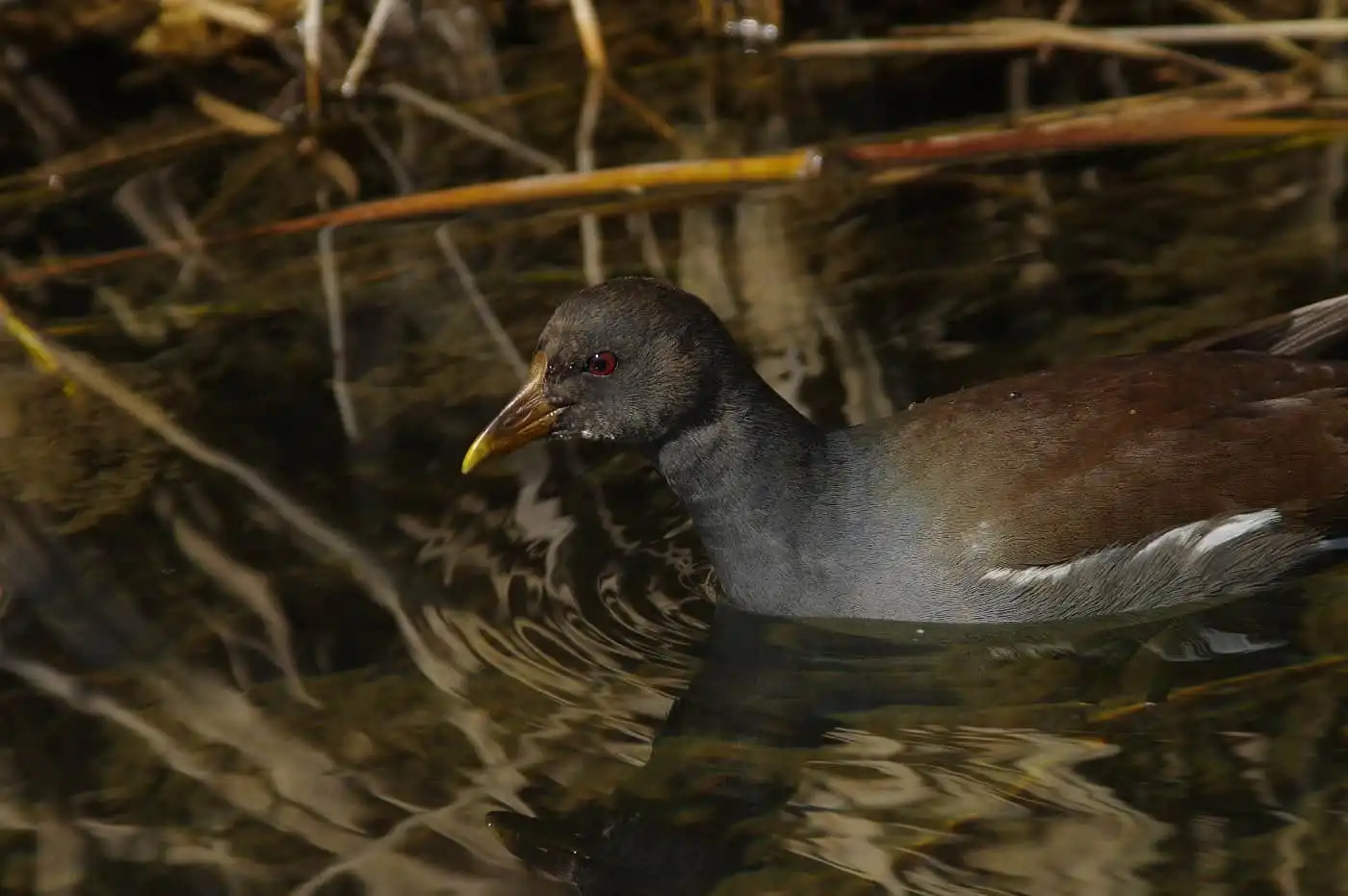 野鳥画像・冬に撮影したバンの写真